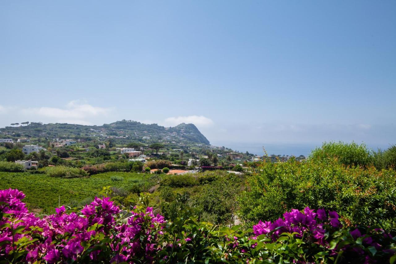 Villetta Con Giardino Esclusivo Di 1000 Mq, Piscina, Tennis, Calcio, Bocce Forio di Ischia Eksteriør billede